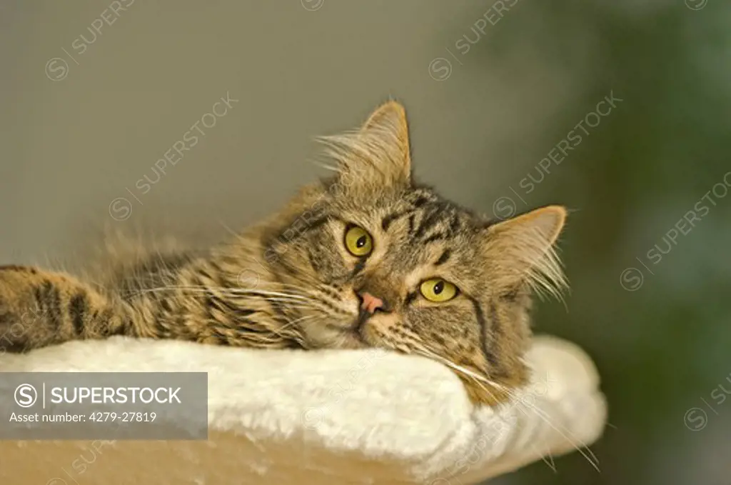 tabby cat - lying on scratching post