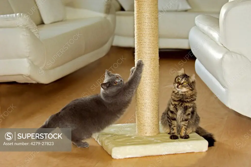 cats at scratching post