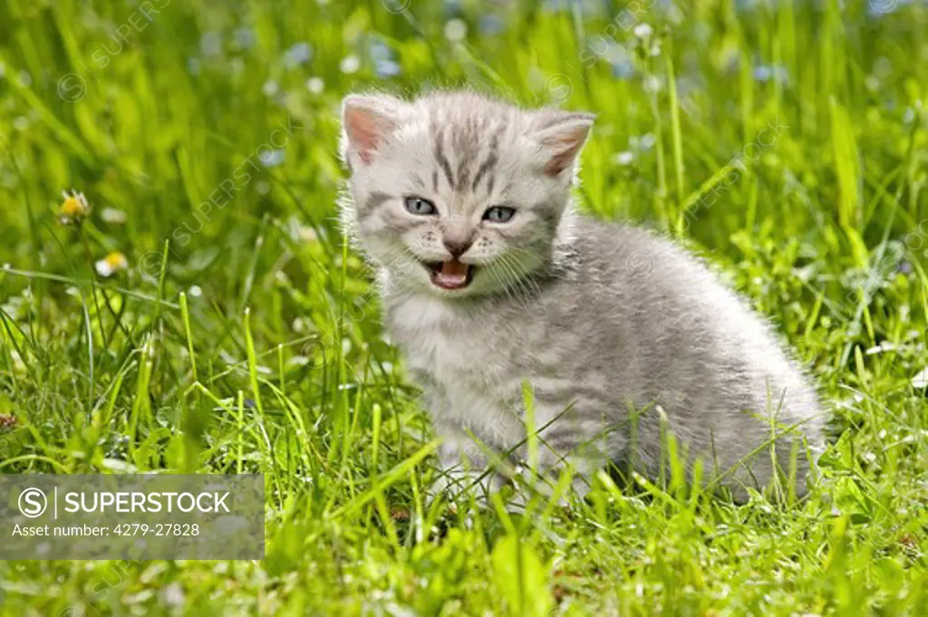 British Shorthair cat - kitten four weeks sitting on meadow