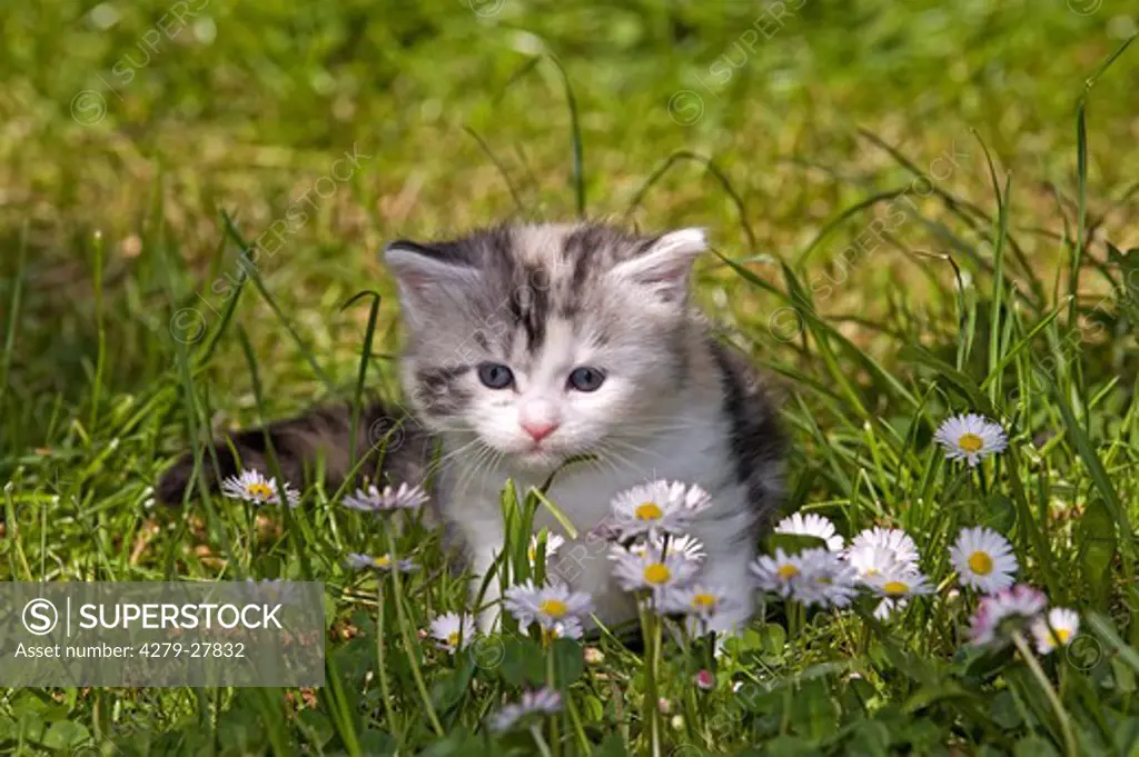 Maine Coon cat - kitten four weeks sitting on meadow