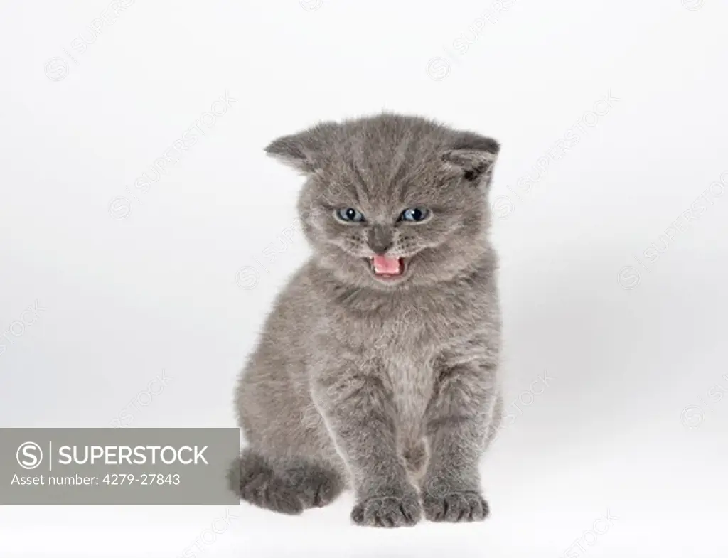 British shorthair cat - kitten (four weeks) - cut out