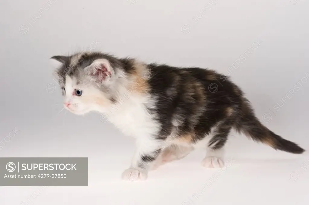 Maine Coon cat - kitten (four weeks) - cut out