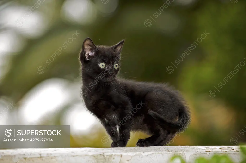 black kitten - standing on wall