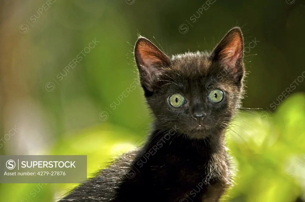 black kitten - portrait