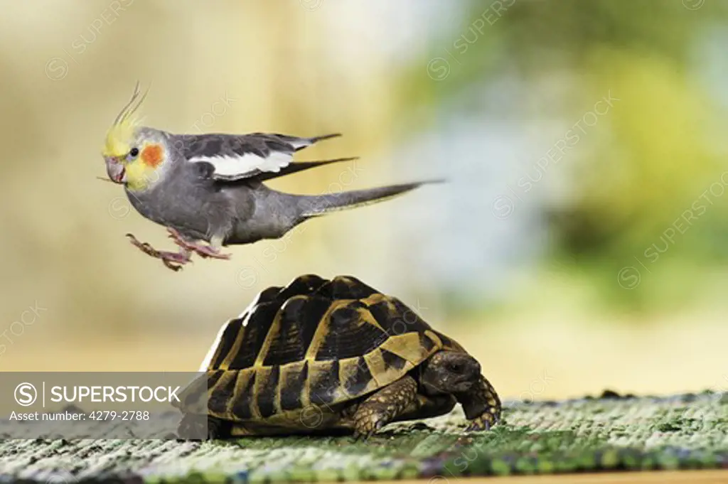 animalfriendship . cockatiel and tortoise
