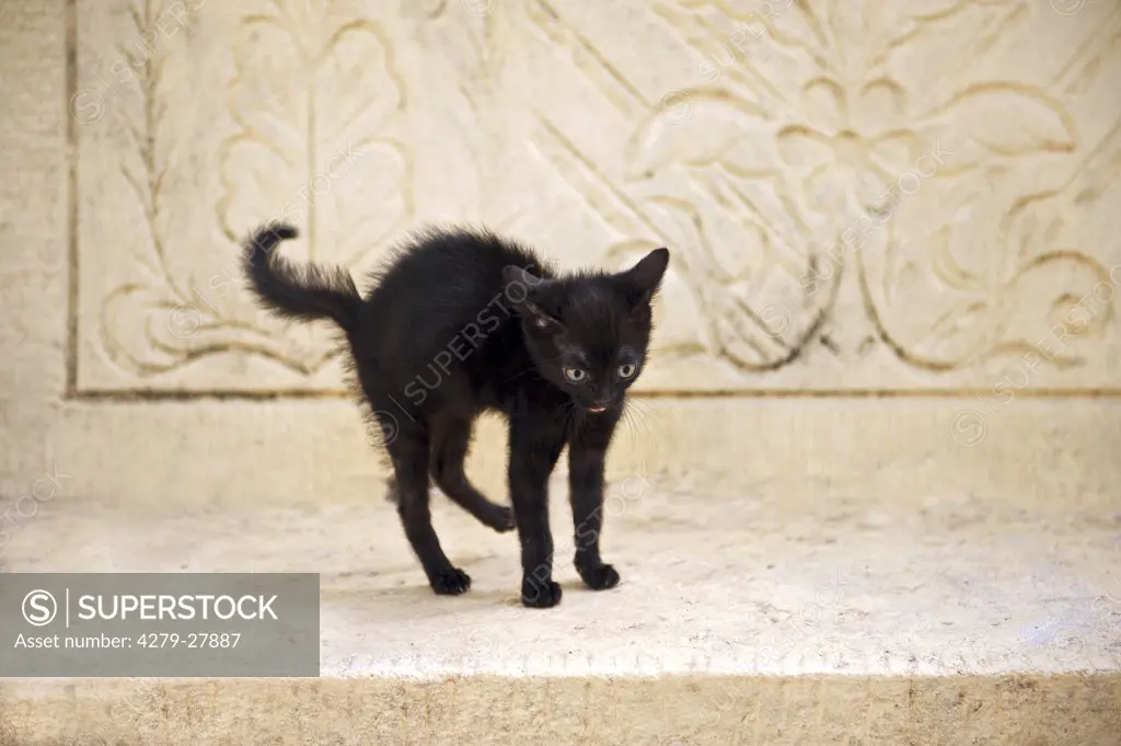 black kitten - humping back