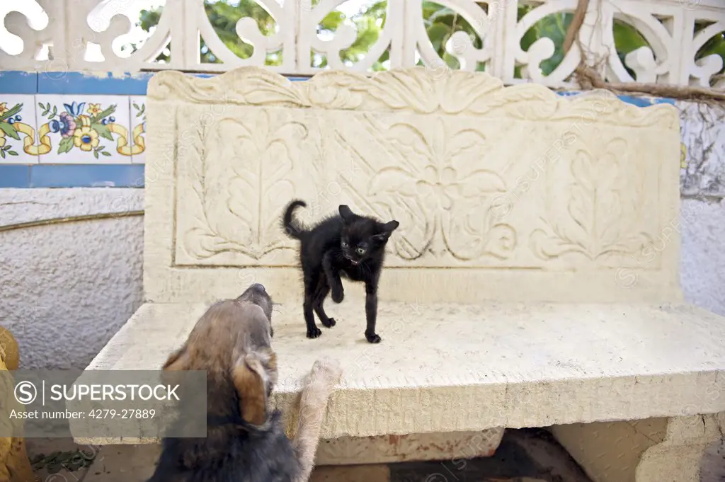 black kitten - hissing at dog