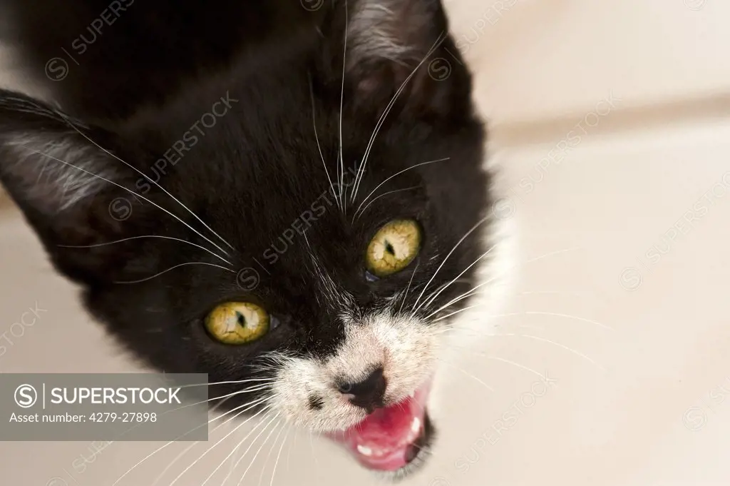cat - kitten miaowing - portrait
