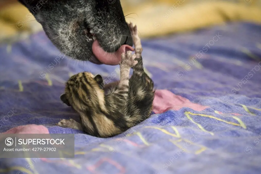 animal friendship : dog cleaning kitten