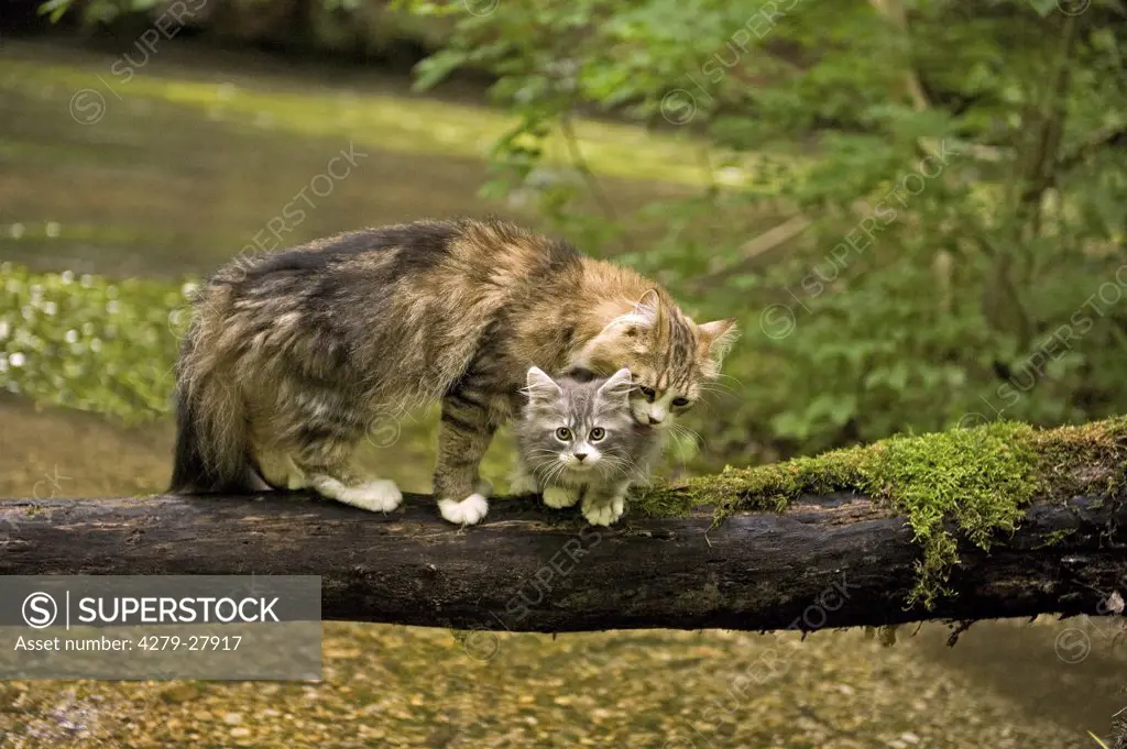 Maine Coon cat with kitten on tree trunk