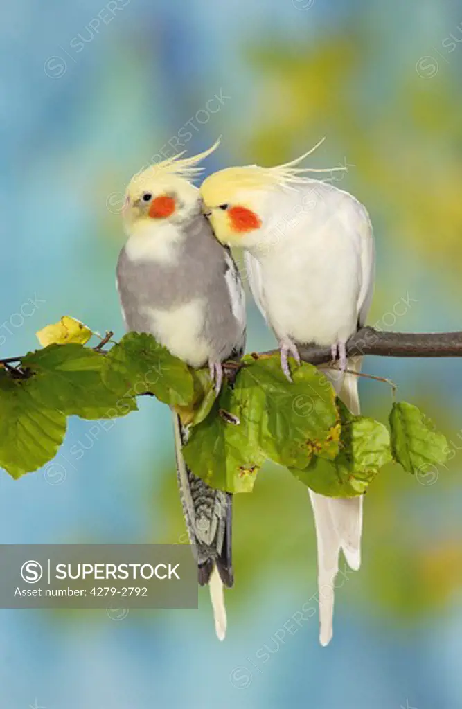 2 cockatiels sitting on branch , Nymphicus hollandicus