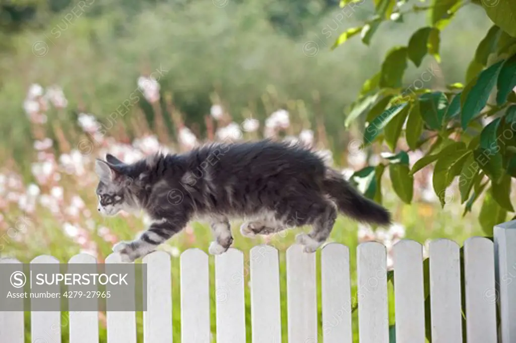 Maine Coon cat - kitten on fence