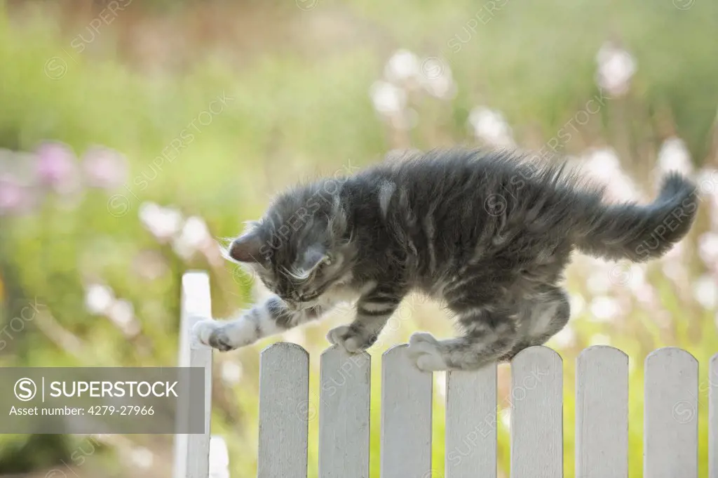 Maine Coon cat - kitten on fence