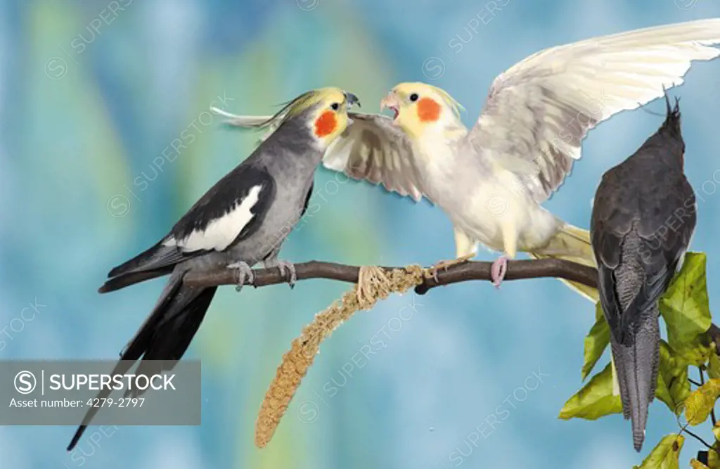 three cockatiels on branch - two quarrelling, Nymphicus hollandicus