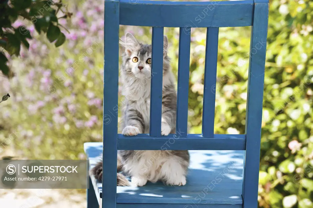 Maine Coon cat - kitten on chair