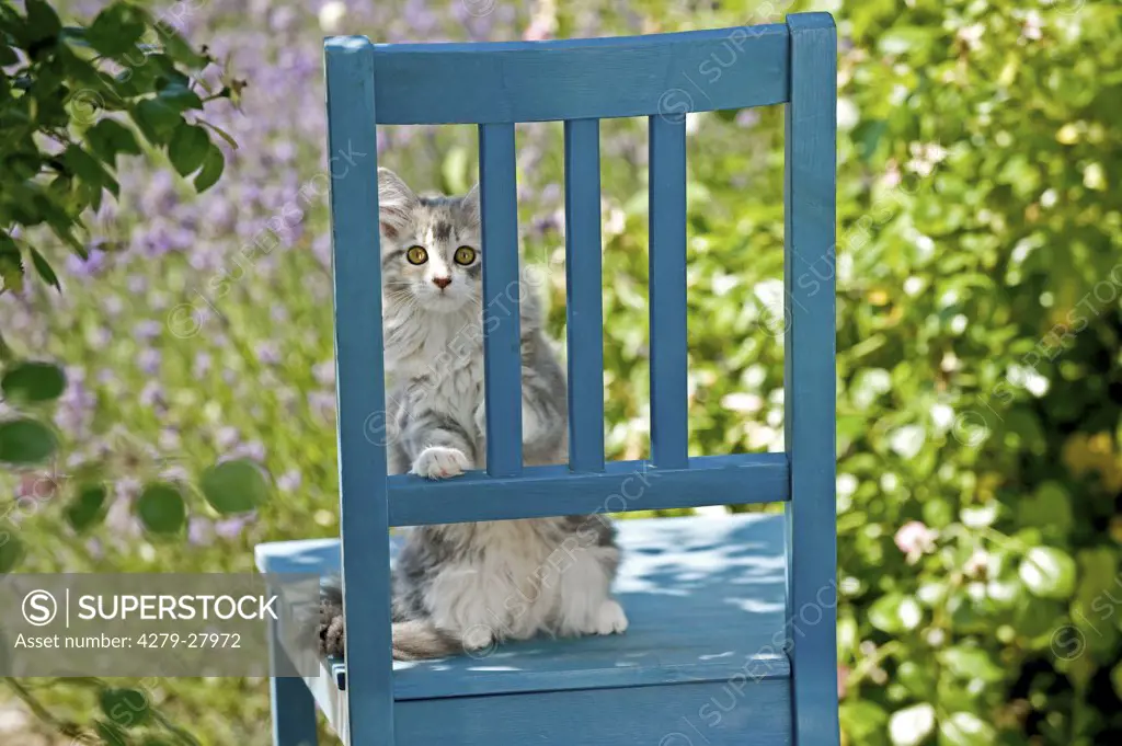 Maine Coon cat - kitten on chair