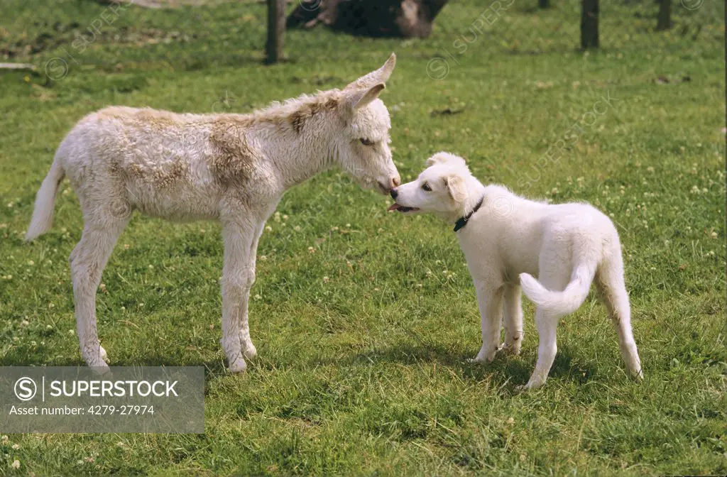 animal friendship : young dwarf donkey and young half breed dog