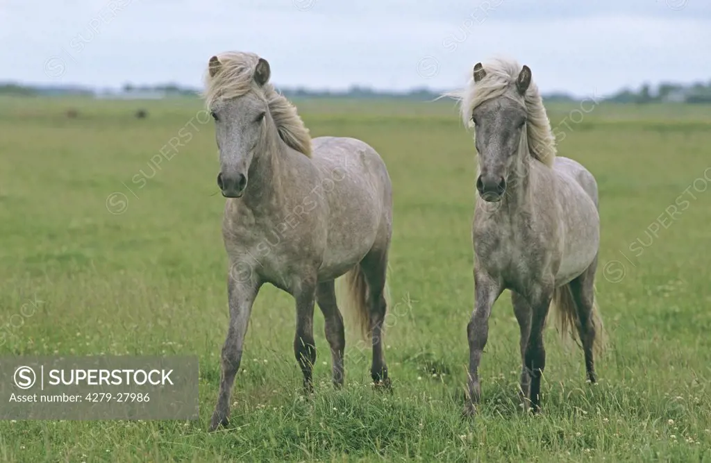 two Icelandic horses on meadow