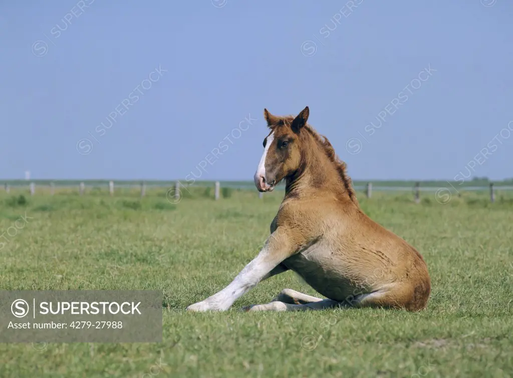Schleswiger heavy draft horse - foal on meadow