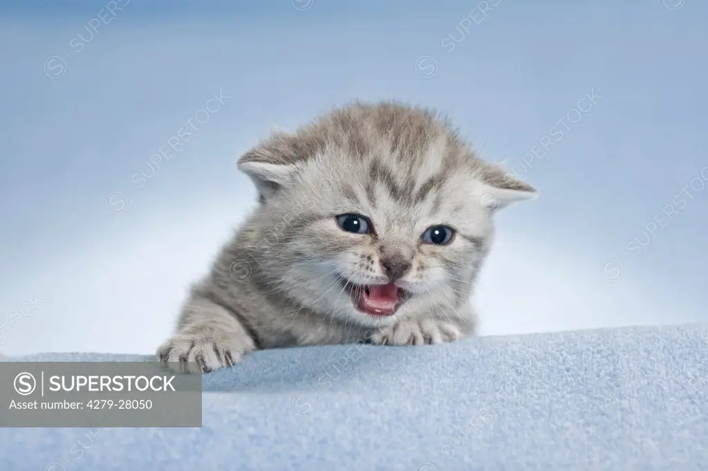 British Shorthair cat - kitten (3 weeks) on blanket