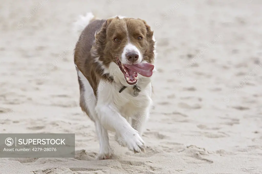Border Collie dog - running at the beach