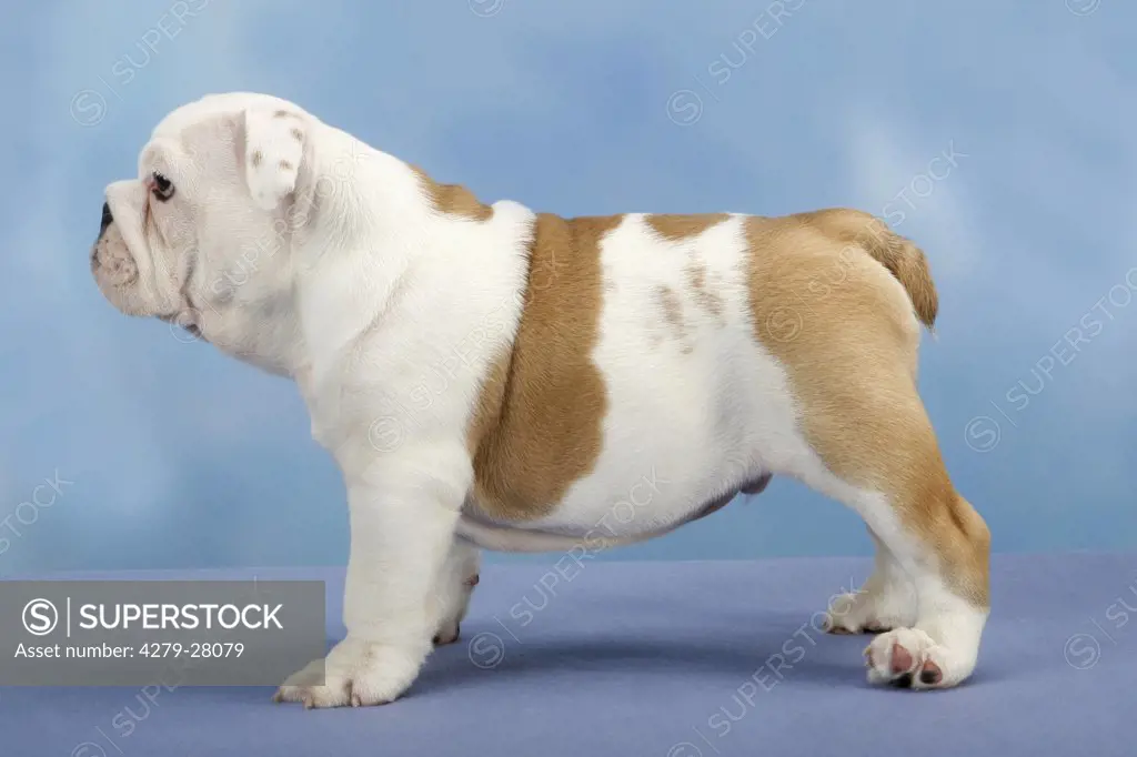 English Bulldog dog - puppy - cut out
