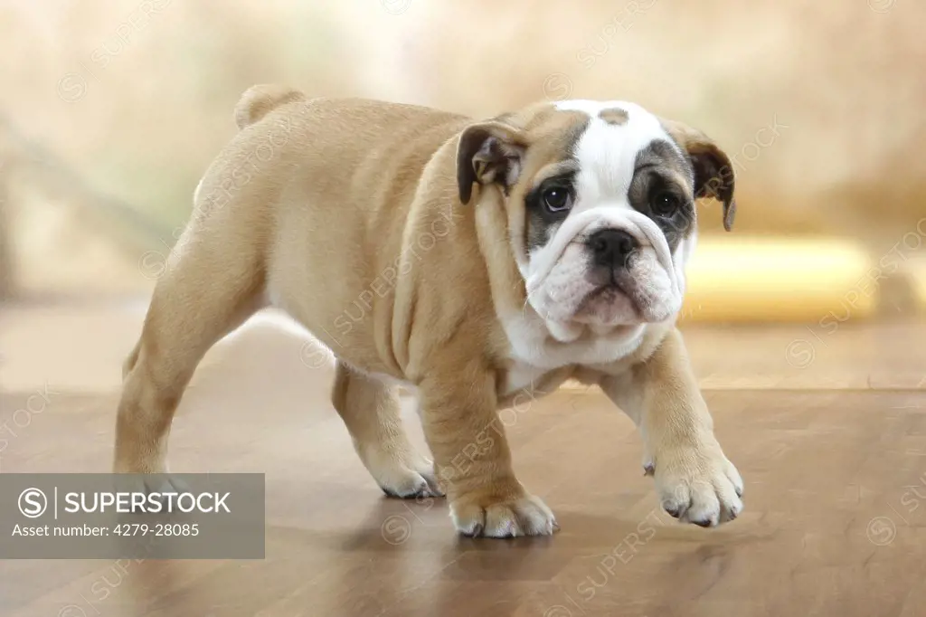 English Bulldog dog - puppy - walking