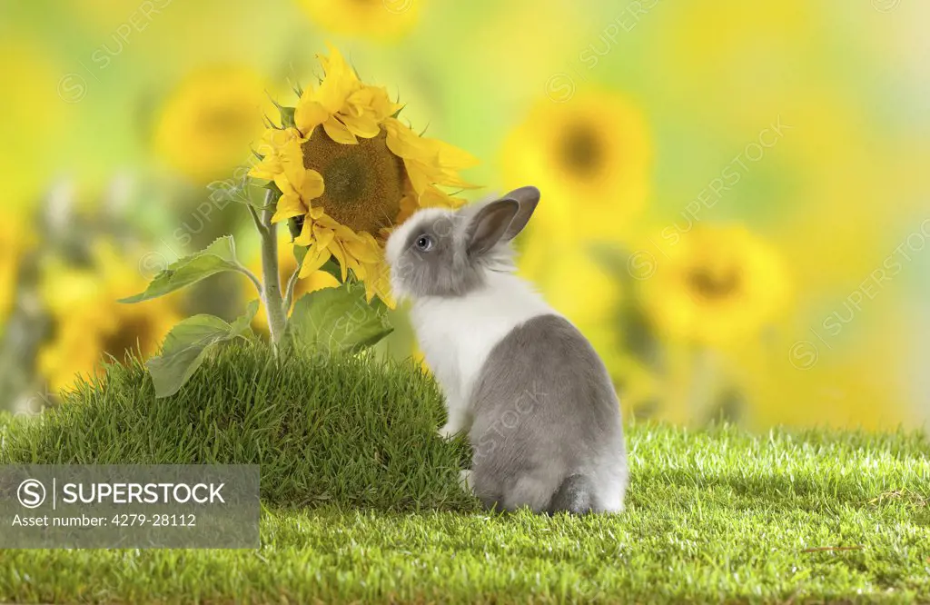 lion-headed dwarf rabbit at sunflower