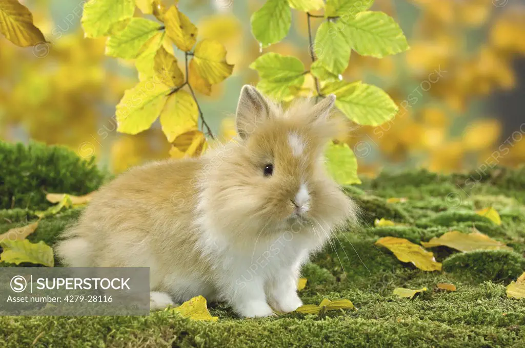 lion-headed dwarf rabbit on moss