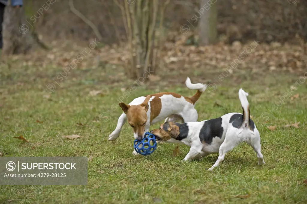 two Jack Russell Terrier - playing