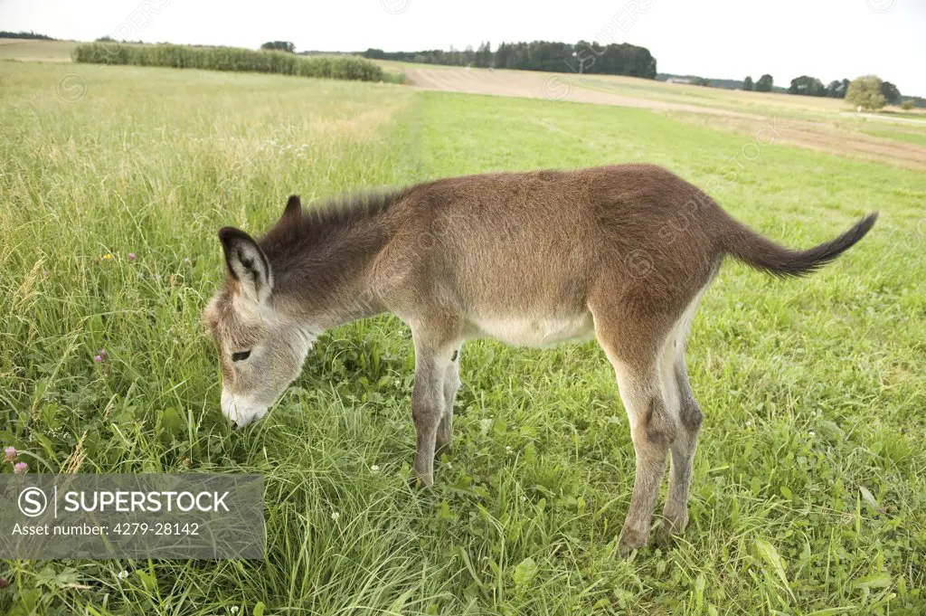 donkey foal - standing on meadow