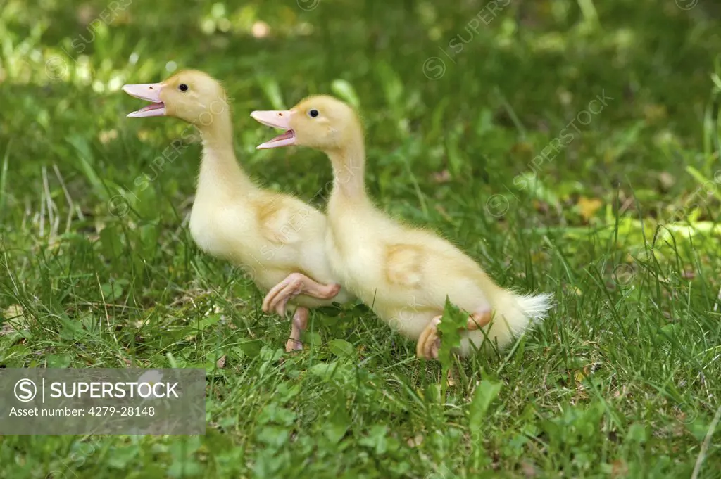 two ducklings on meadow