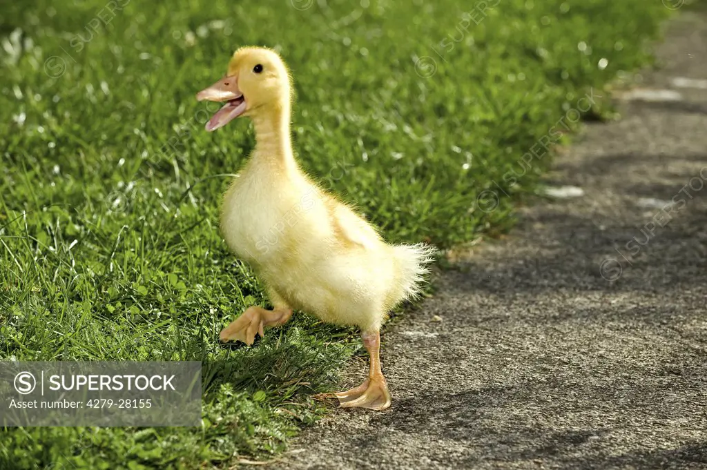 duckling - walking