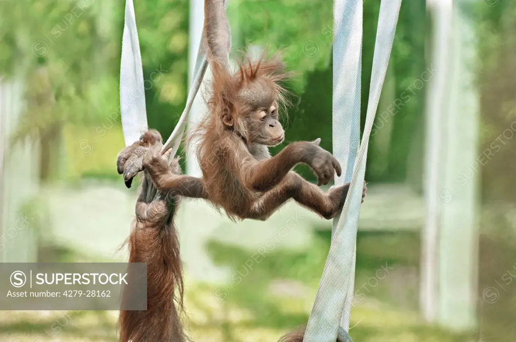 young orangutan hanging on rope