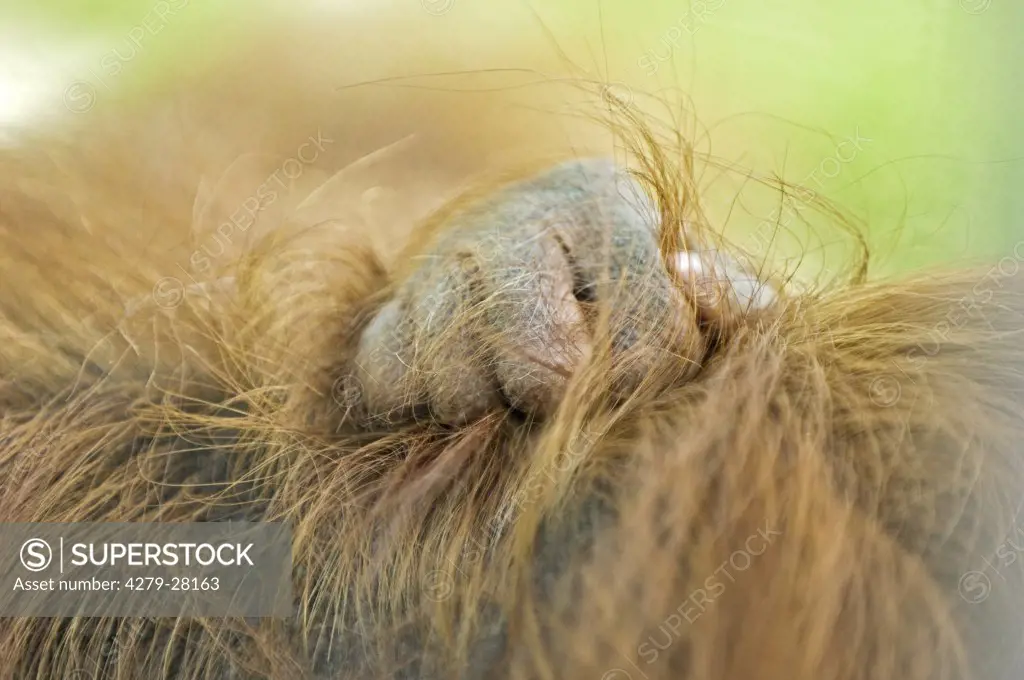 hand of a young orangutan
