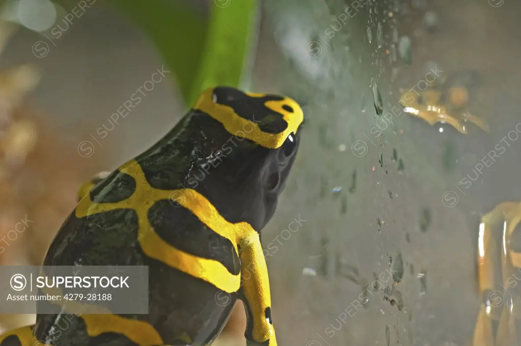 Yellow-banded poison dart frog, Dendrobates leucomelas