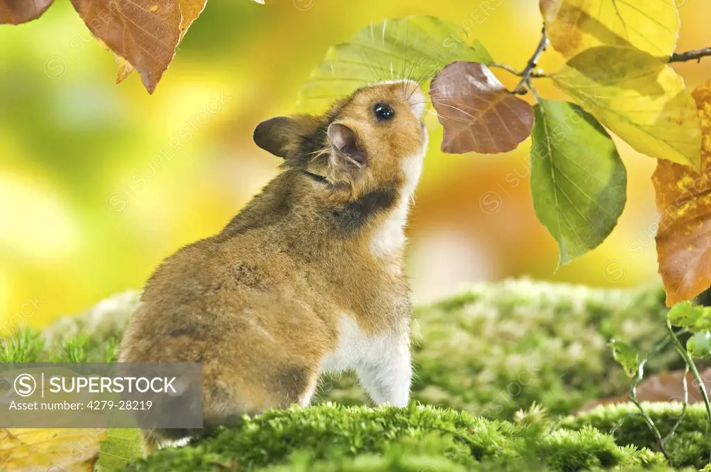 Golden hamster sniffing at leaf