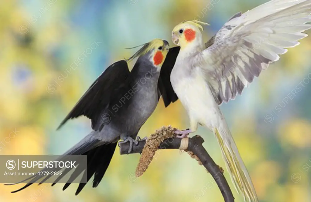 two cockatiels quarrelling on branch, Nymphicus hollandicus