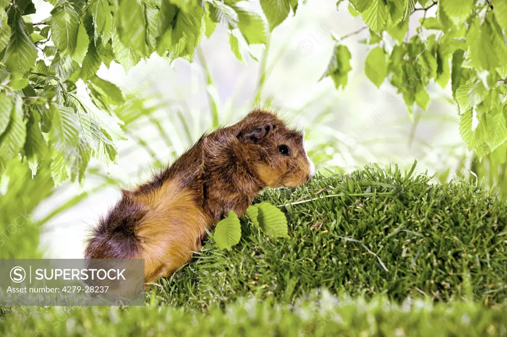 young guinea pig on meadow