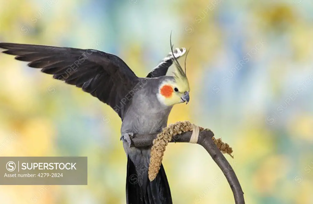 Cockatiel sitting on branch with food ( millet), Nymphicus hollandicus