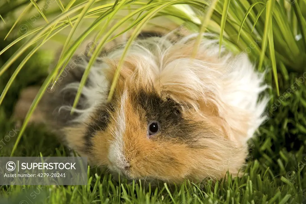 Lunkarya guinea pig on meadow