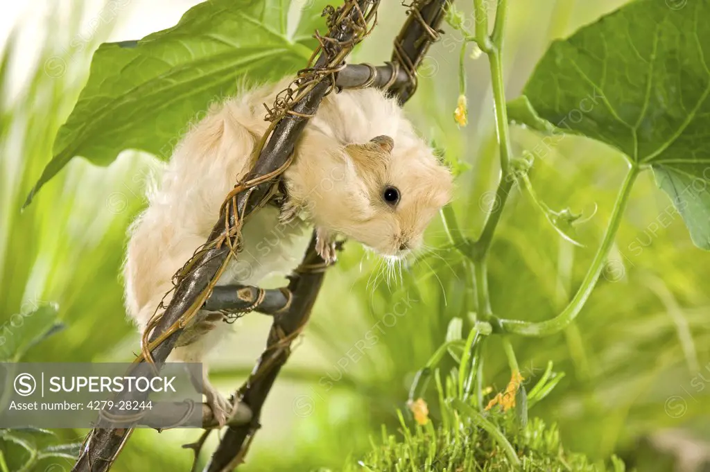 young Angora guinea pig on ladder