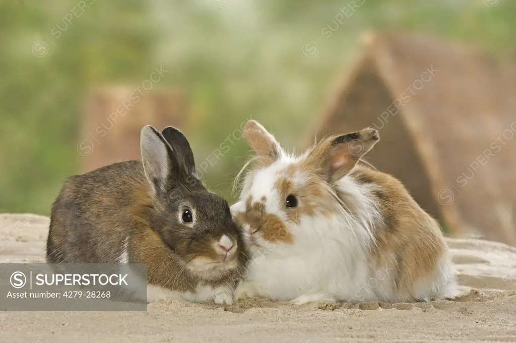 domestic rabbit and young dwarf rabbit
