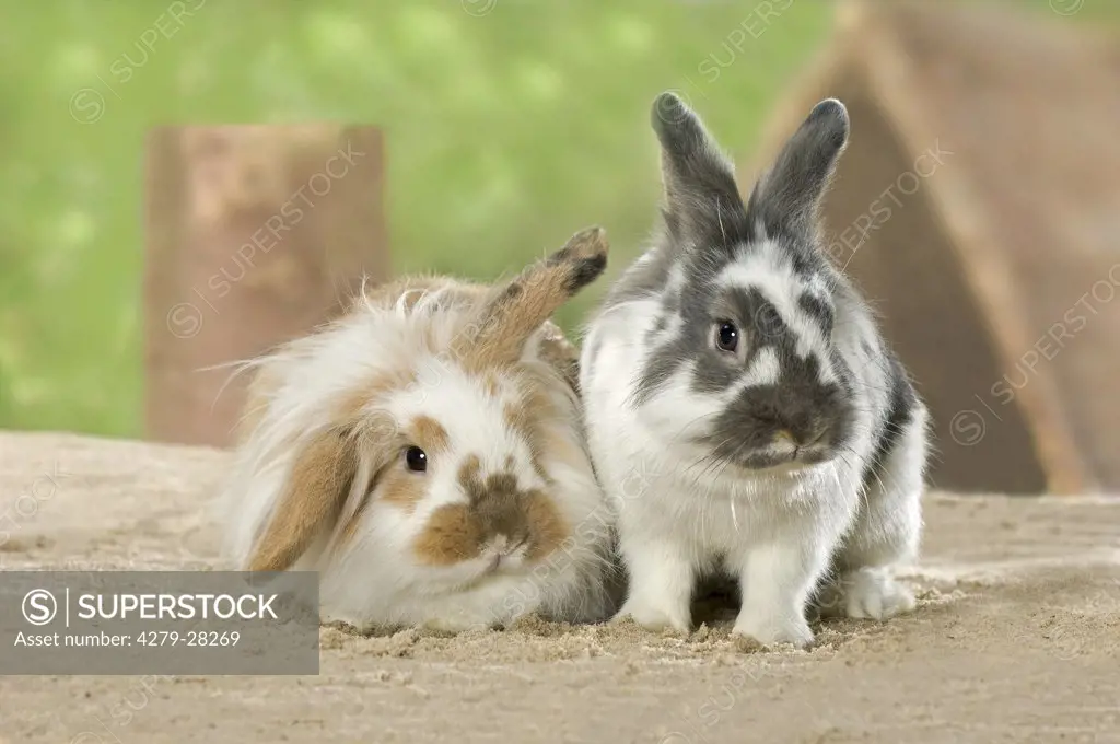 young dwarf rabbit and domestic rabbit