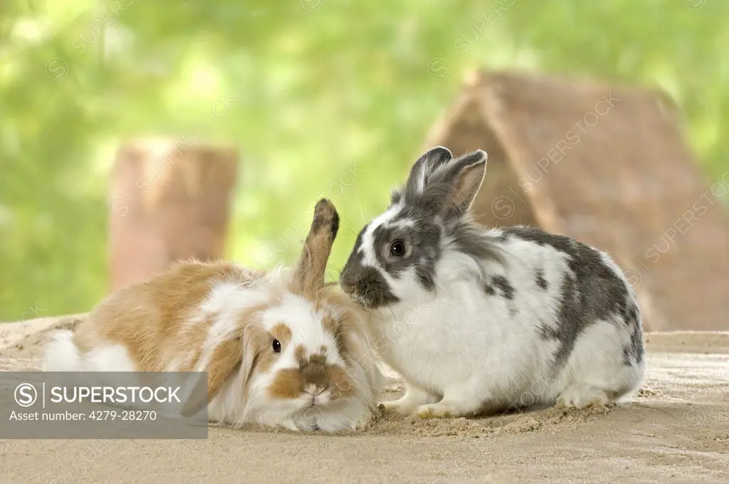 young dwarf rabbit and domestic rabbit