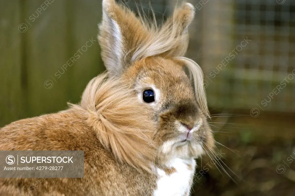 lion-headed dwarf rabbit