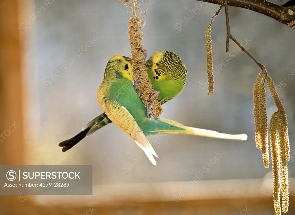 two budgerigars at millet, Melopsittacus undulatus