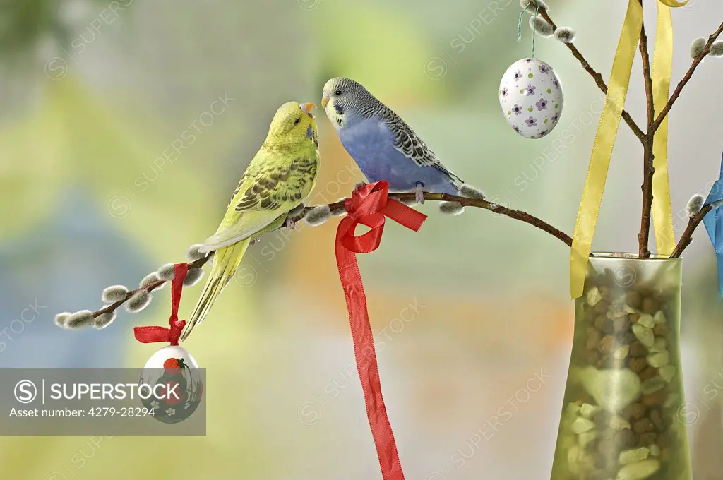 two budgerigars on twig - Easter, Melopsittacus undulatus