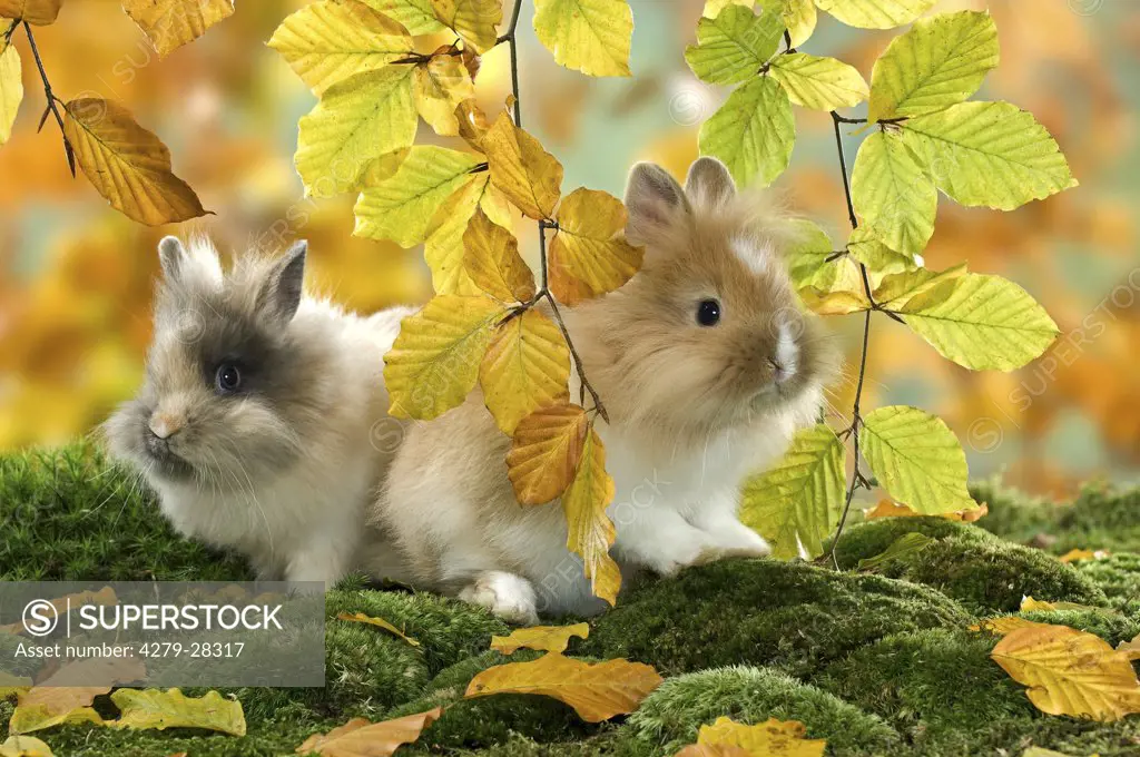 two lion-headed dwarf rabbit on moss