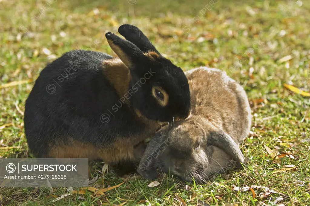 dwarf rabbit preening lop-eared dwarf rabbit
